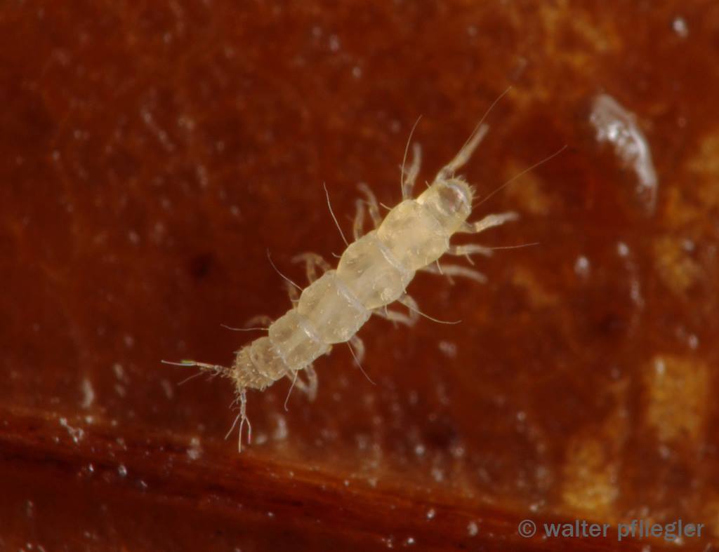 Представитель Семейства Brachypauropodidae